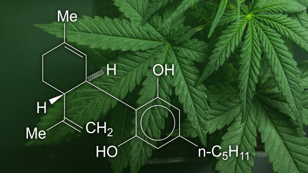 Cannabis